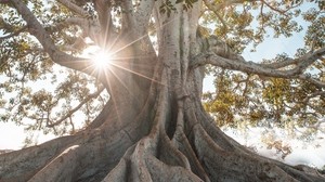 tree, sunlight, roots, giant - wallpapers, picture