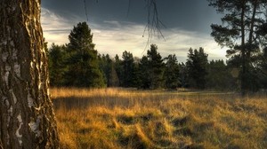 tree, trunk, birch, ate, grass, worn, edge