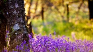 tree, trunk, flowers, summer - wallpapers, picture