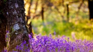 tree, trunk, flowers, summer