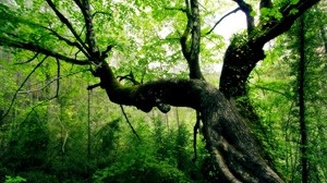 tree, trunk, bends, leaves, forest, green, creepy