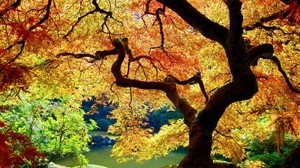 tree, trunk, bends, branches, leaves, autumn