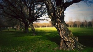 tree, trunk, bark, meanders, park, summer - wallpapers, picture