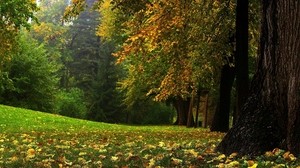 tree, trunk, mighty, panorama, september - wallpapers, picture