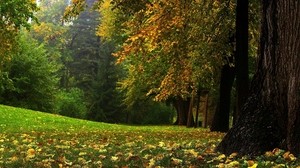 tree, trunk, mighty, panorama, september