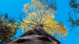 tree, trunk, sky, bottom view, branches