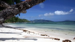 baum, stamm, tropen, kippen, bucht, sand, schatten