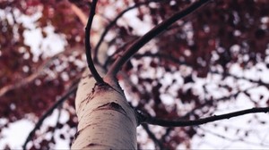 tree, trunk, branches - wallpapers, picture