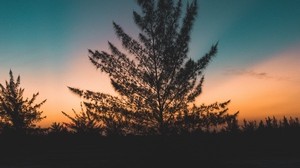 tree, dusk, evening, sky, sunset, outlines