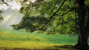 baum, lichtschein, strahlen, sommer, gras, wiese, morgen, morgendämmerung