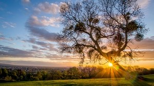 tree, light, landscape - wallpapers, picture