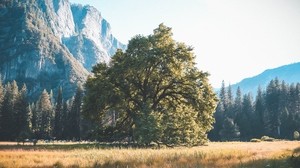 tree, grass, mountains