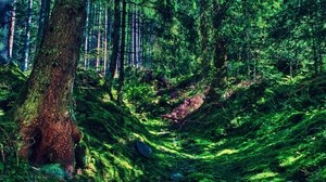 tree, grass, forest, trail - wallpapers, picture