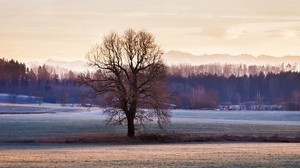tree, grass, sky, frost, winter - wallpapers, picture