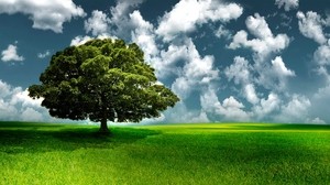 tree, grass, sky, clouds