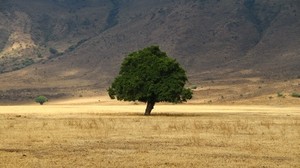 árbol, hierba, campo