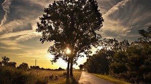 tree, trail, walk, light - wallpapers, picture