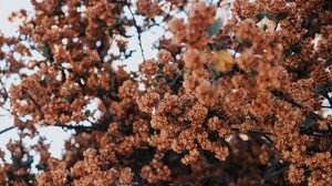 tree, flowers, branches, flowering, plant
