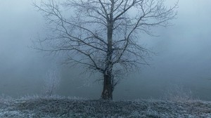albero, nebbia, foschia, gelo, gelo