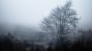 albero, nebbia, cielo