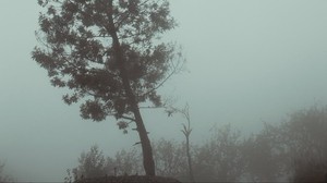 árbol, niebla, otoño, neblina, sombrío
