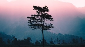 tree, fog, dawn, sunlight, landscape