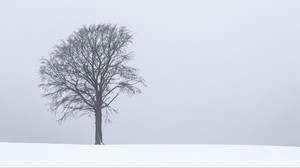 tree, fog, snow, lonely, landscape - wallpapers, picture