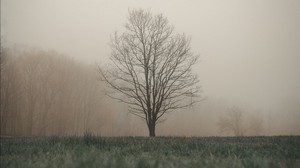 tree, fog, grass, landscape, autumn - wallpapers, picture