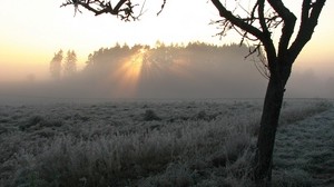 träd, dimma, frost, strålar, morgon