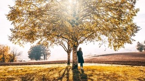 árbol, soledad, luz solar, otoño, hierba
