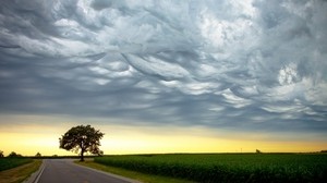 tree, evening, road, crossroads, field, clouds, aerial