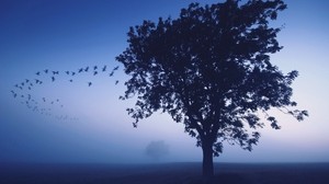 árbol, tarde, solitario, pájaros, cuña, cielo, azul, sombras