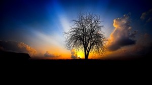 tree, evening, sunset, light, rays