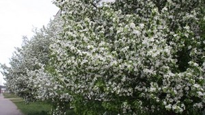 tree, spring, flowering