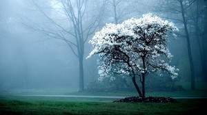 tree, spring, blooming, fog