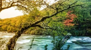 tree, branch, moss, growths, river, mountain, stream, flow, thicket, shore