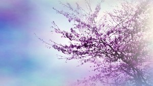 tree, branches, flowers, spring, glow - wallpapers, picture