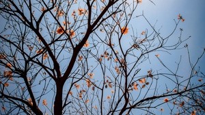tree, branches, leaves, flowers, sky