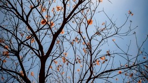 árbol, ramas, hojas, flores, cielo