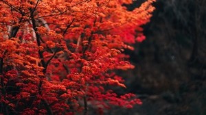 albero, rami, foglie, rosso, sfocatura