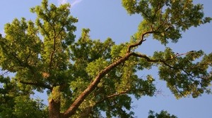 träd, grenar, flerårig, sommar, botten, himmel, blå