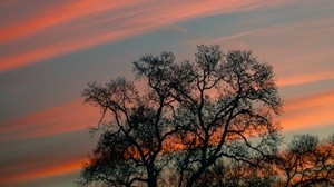 tree, branches, sky, clouds, sunset, stripes