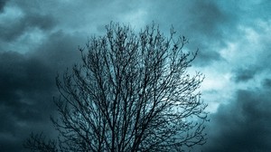 árbol, ramas, cielo, nubes, tarde