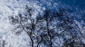tree, branches, clouds