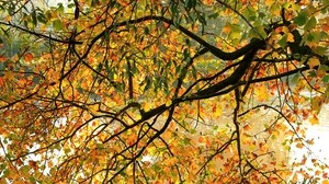 tree, branches, autumn, foliage