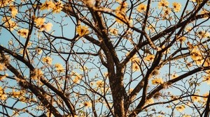 tree, branches, flowers, flowering - wallpapers, picture