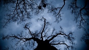 tree, branches, bottom view, night, outlines