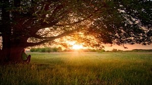 tree, branches, crown, spreading, man, sunset, evening, dreams, field - wallpapers, picture