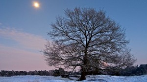 tree, branches, bench, sun, frost, winter