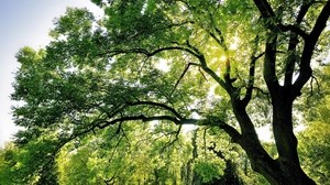 árbol, ramas, sol, rayos, verde, luz